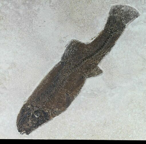 Notogoneus Fossil Fish (Scarce Species) - Wyoming #47551